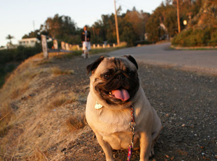 Jessica Alba's Dog Jessica Alba's Dog